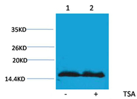 Histone H4(Acetyl-Lys91) Rabbit Polyclonal Antibody