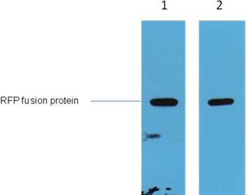 RFP-Tag Rabbit Polyclonal Antibody