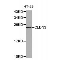 CLDN3 antibody