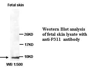 P311 Antibody