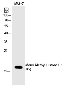 Histone H3 (Mono-Methyl-Lys5) Polyclonal Antibody