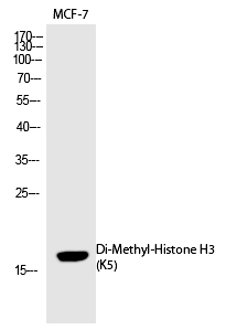 Histone H3 (Di-Methyl-Lys5) Polyclonal Antibody