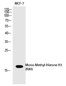 Histone H3 (Mono-Methyl-Lys80) Polyclonal Antibody