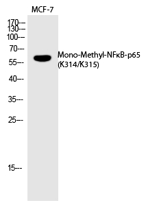 NFκB-p65 (Mono-Methyl-Lys314/Lys315) Polyclonal Antibody