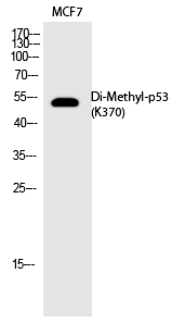 p53 (Di-Methyl-Lys370) Polyclonal Antibody