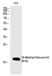 Histone H3 (Di-Methyl-Lys10) Polyclonal Antibody
