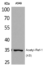 Ref-1 (Acetyl-Lys6) Polyclonal Antibody
