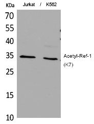 Ref-1 (Acetyl-Lys7) Polyclonal Antibody