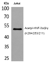 HNF-3α/β/γ (Acetyl-Lys264/253/211) Polyclonal Antibody