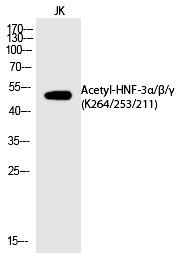 HNF-3α/β/γ (Acetyl-Lys264/253/211) Polyclonal Antibody