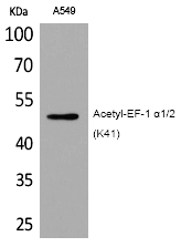 EF-1 α1/2 (Acetyl-Lys41) Polyclonal Antibody