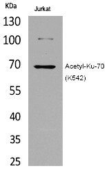 Ku-70 (Acetyl-Lys542) Polyclonal Antibody