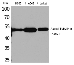 Tubulin α (Acetyl-Lys352) Polyclonal Antibody