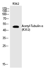 Tubulin α (Acetyl-Lys352) Polyclonal Antibody