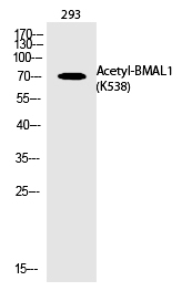 BMAL1 (Acetyl-Lys538) Polyclonal Antibody