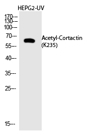 Cortactin (Acetyl-Lys235) Polyclonal Antibody