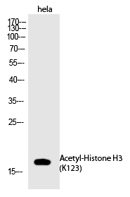 Histone H3 (Acetyl-Lys123) Polyclonal Antibody