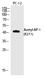 AP-1 (Acetyl-Lys271) Polyclonal Antibody