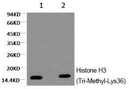 Histone H3 (Tri-Methyl-Lys36) Monoclonal Antibody