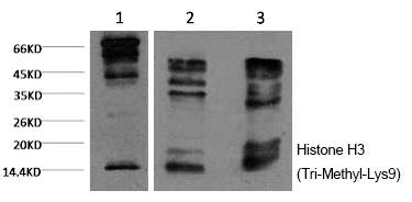 Histone H3 (Tri-Methyl-Lys9) Monoclonal Antibody