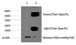 Histone H3 (Tri-Methyl-Lys9) Monoclonal Antibody