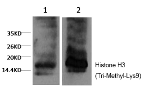 Histone H3 (Tri-Methyl-Lys9) Monoclonal Antibody