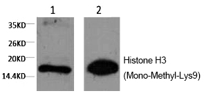 Histone H3 (Mono-Methyl-Lys9) Monoclonal Antibody