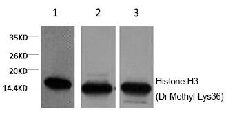 Histone H3 (Di-Methyl-Lys36) Monoclonal Antibody