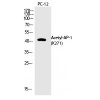 AP-1 (Acetyl-Lys271) Polyclonal Antibody
