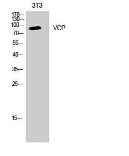 VCP Polyclonal Antibody