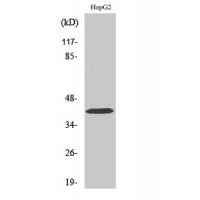 FAM80B Polyclonal Antibody