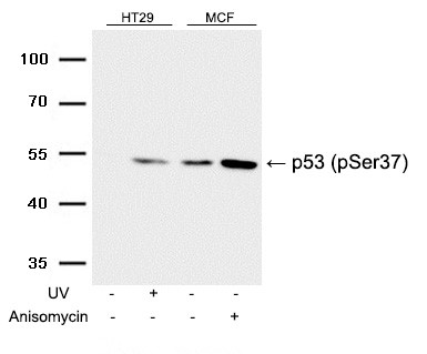 p53(Phospho-Ser37) Antibody