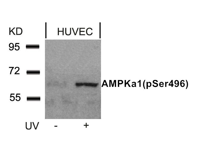AMPKα1 (Phospho-Ser496)Antibody