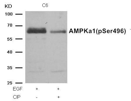 AMPKα1 (Phospho-Ser496)Antibody