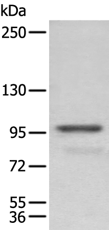 PDCD6IP Antibody