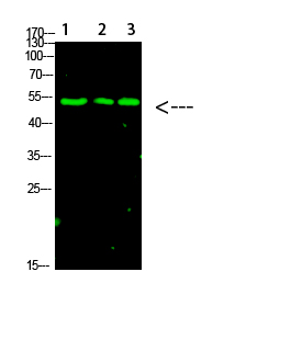 p53 (Acetyl-K120) Polyclonal Antibody