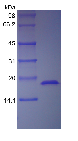 Recombinant Human Fibroblast Growth Factor- acidic (rHu aFGF )