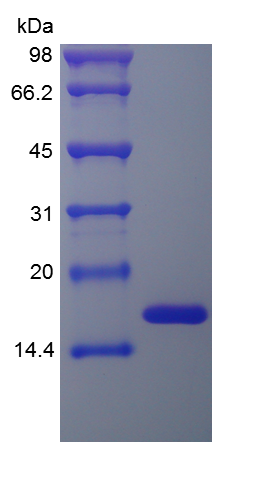 Recombinant Human Fibroblast Growth Factor-basic (rHu bFGF )