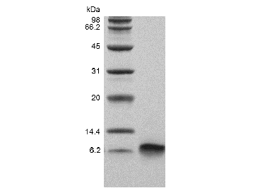 Recombinant Human BD-3