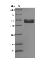 Recombinant Mouse 14-3-3 protein zeta/delta(Ywhaz)
