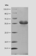 Recombinant Glycine max Cell division cycle protein 48 homolog(CDC48),partial