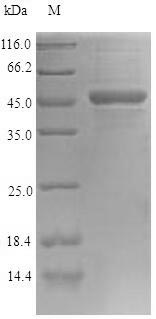 Recombinant Glycine max Seed biotin-containing protein SBP65(SBP65)