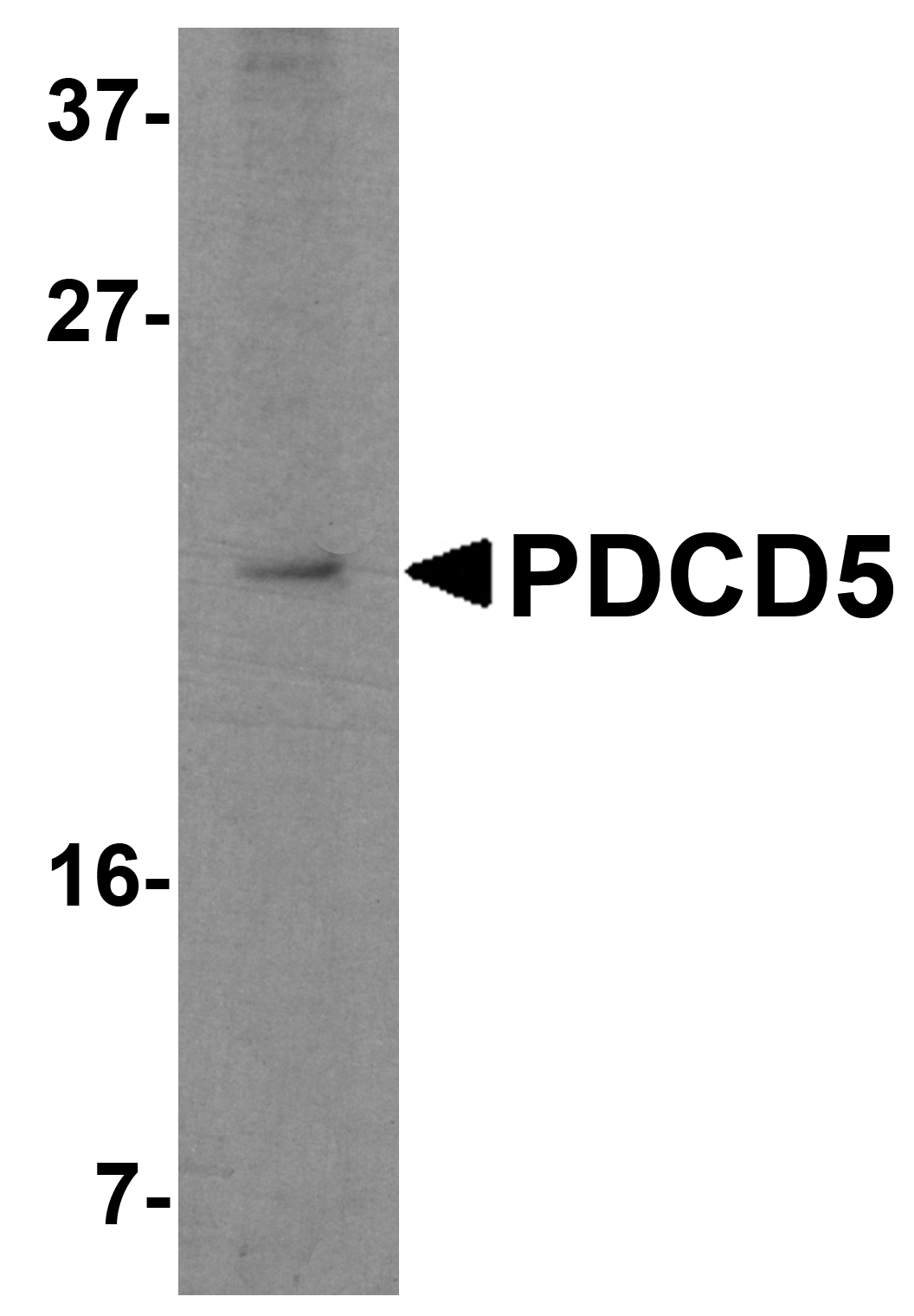 PDCD5 Antibody