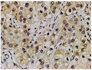 Ephrin-B2(Ab-330) Antibody