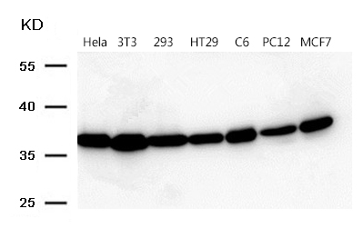 GAPDH Antibody