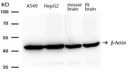 β-Actin Antibody