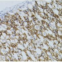 CLDN3 antibody