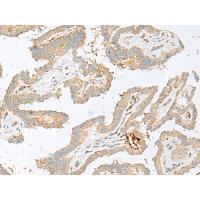 HBG1/HBG2 Antibody