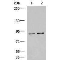 VAC14 Antibody