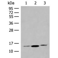 HBB Antibody